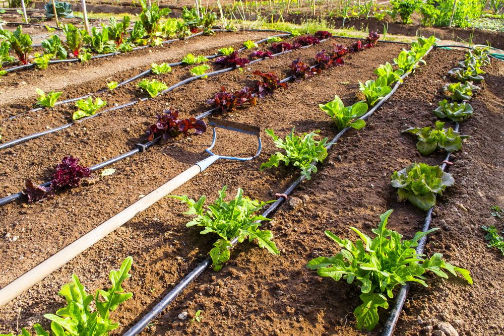 Набор системы капельного полива растений КПК 24 для сада, огорода и дачи