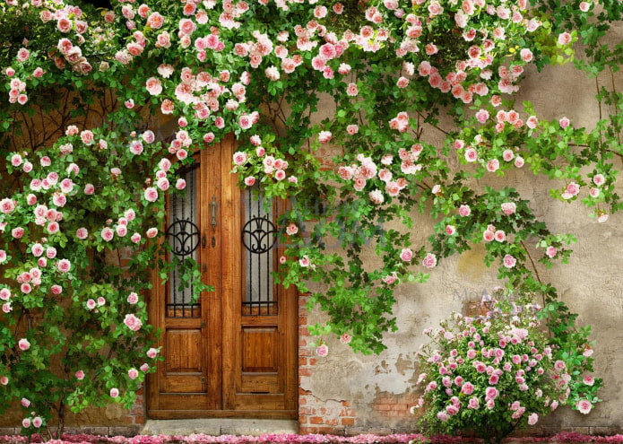 плетистые розы на стене