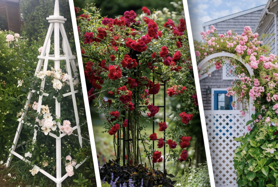 Как использовать плетистые розы в ландшафтном дизайне? – 10 красивых примеров