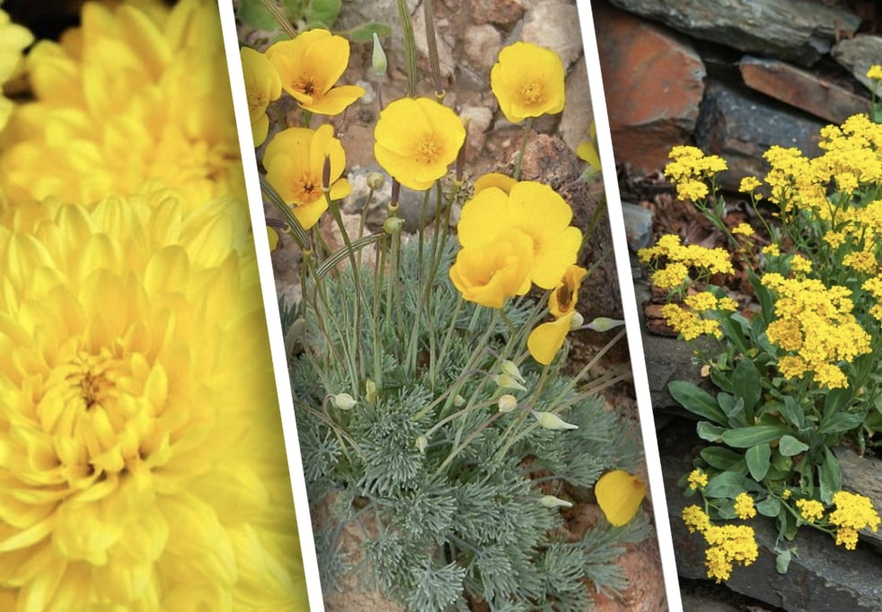 30 растений с желтыми цветами, которые создадут солнечное настроение