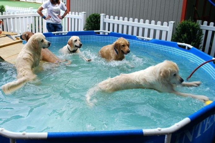 Не пускайте животных в бассейн