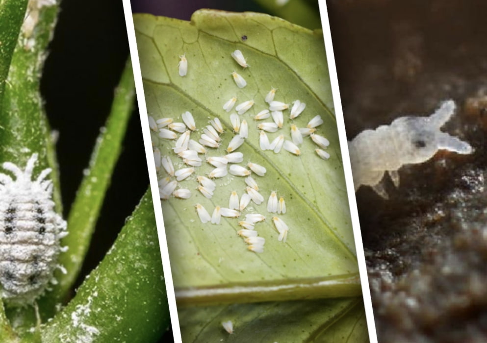 Как бороться с паутинным клещом и другими вредителями на комнатных растениях