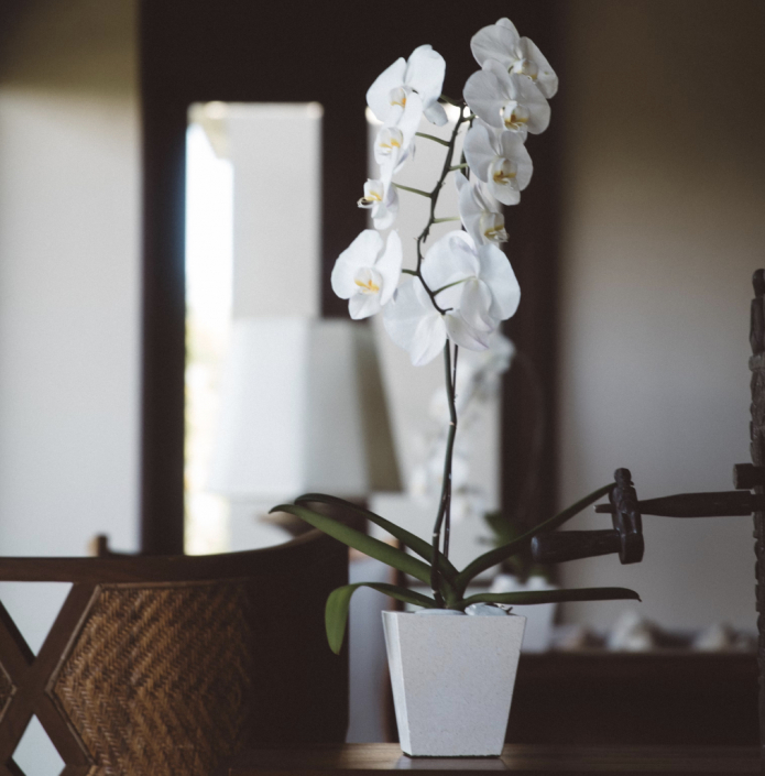 куст орхидеи