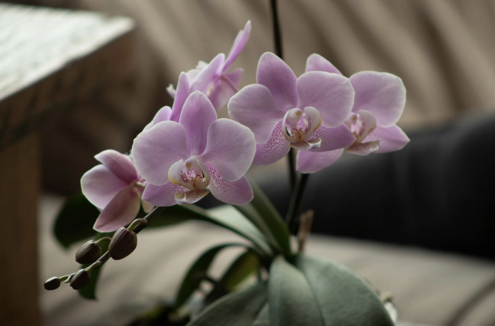 полив листьев