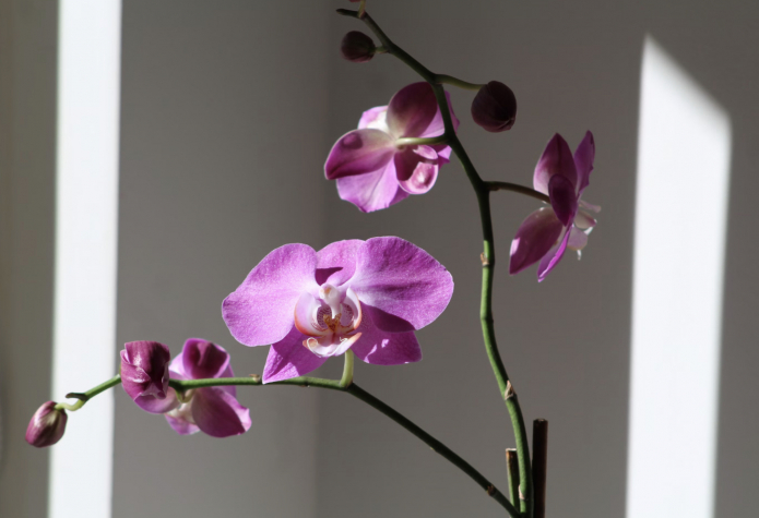 орхидея