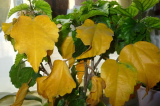 Что делать, если желтеют листья у комнатных растений?