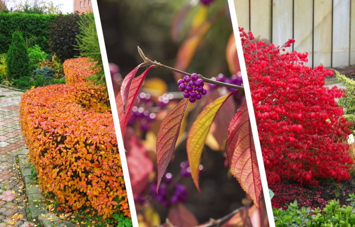 Какие кустарники украсят сад осенью?