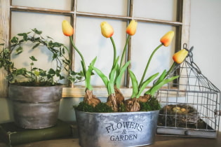 Как заставить цвести тюльпаны зимой?