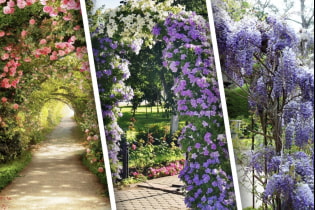 8 очаровательных цветочных арок в саду, которые украсят любой участок