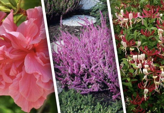 8 «долгоиграющих» кустарников, которые радуют своим цветением несколько месяцев