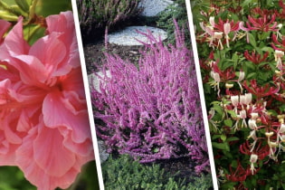8 «долгоиграющих» кустарников, которые радуют своим цветением несколько месяцев