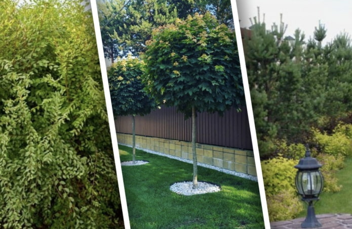 8 деревьев, которые можно посадить перед забором