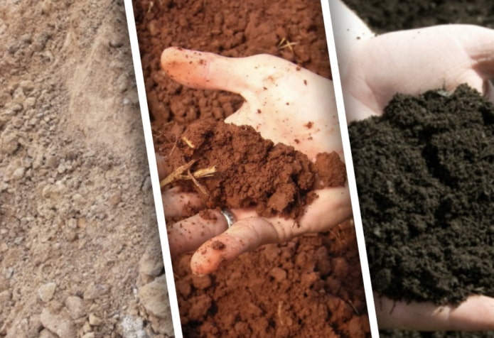 7 самых популярных типов почв и их особенности, которые должен знать каждый садовод