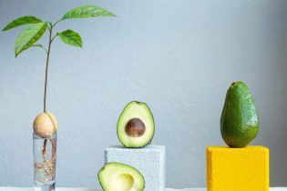 Как вырастить авокадо из косточки?