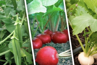 10 самых быстрорастущих овощей