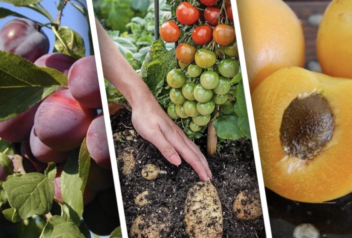 7 самых урожайных плодовых гибридов, которые стоит посадить на своем участке