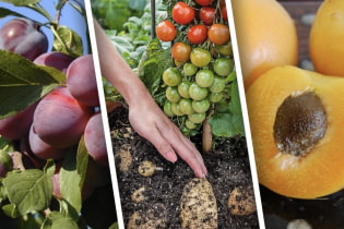 7 самых урожайных плодовых гибридов, которые стоит посадить на своем участке