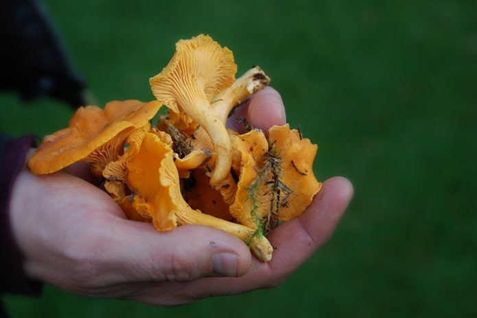 Как самостоятельно вырастить грибы на загородном участке?